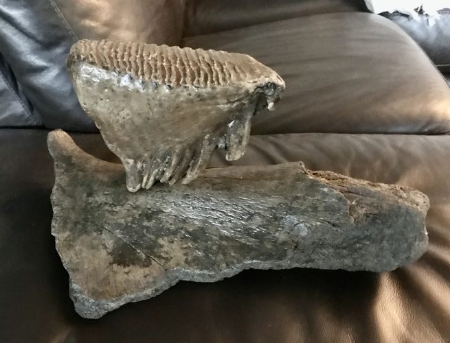 Mammoth Molar Tooth